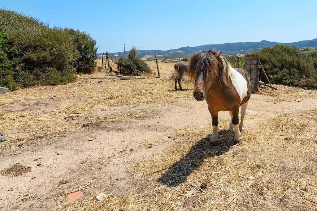 Agriturismo Lu Nodu Greuli المظهر الخارجي الصورة